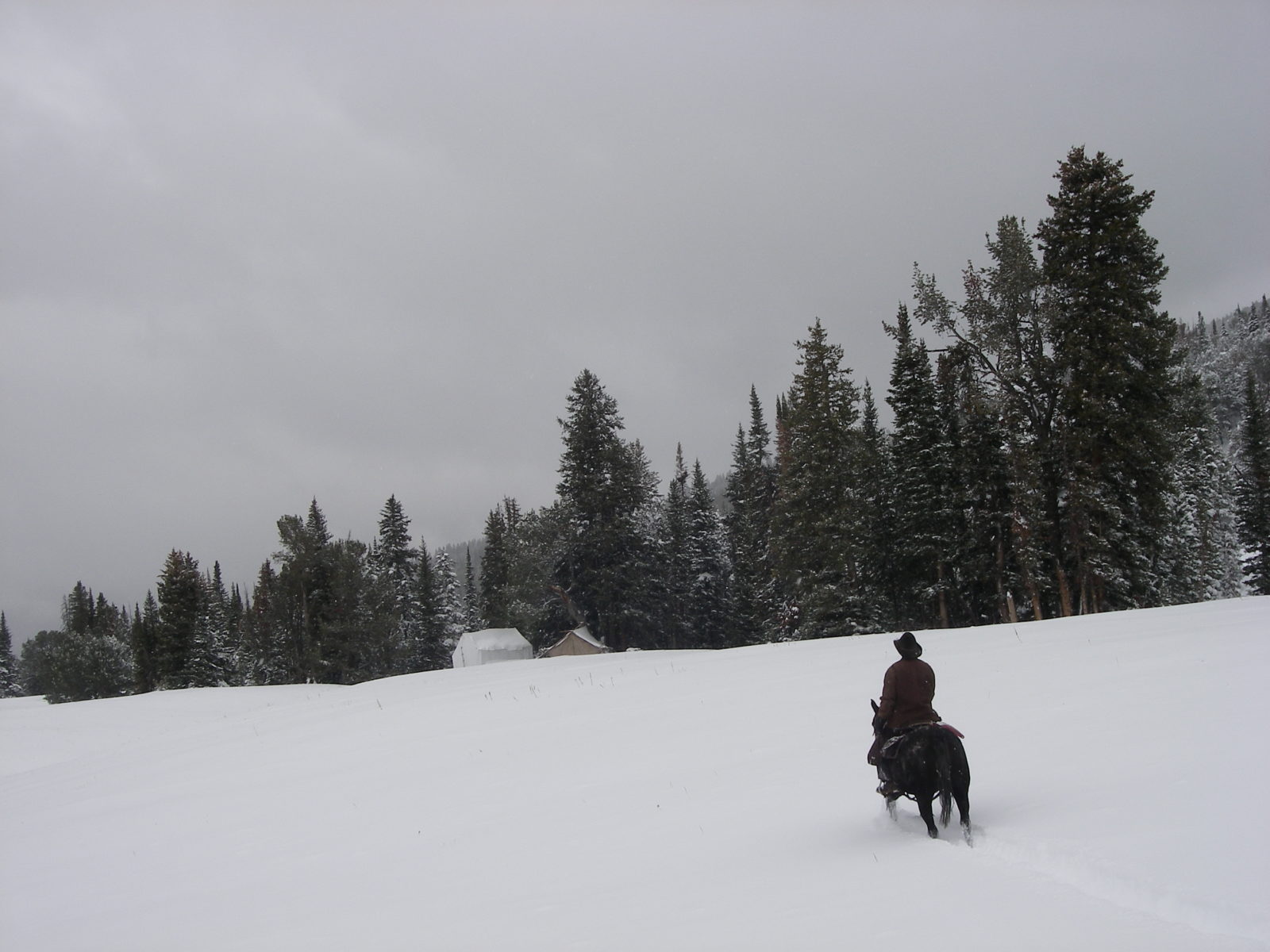 Winter Wildlife in Yellowstone