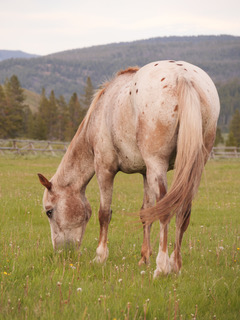 Appaloosa horse in ranch, Martinsdale, Montana, USA