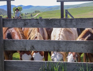 Montana Horseback Riding