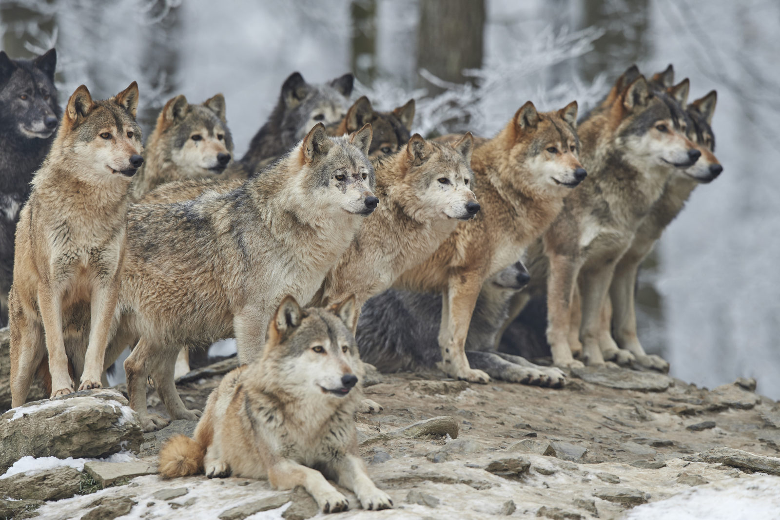 Yellowstone Wolves in the Winter