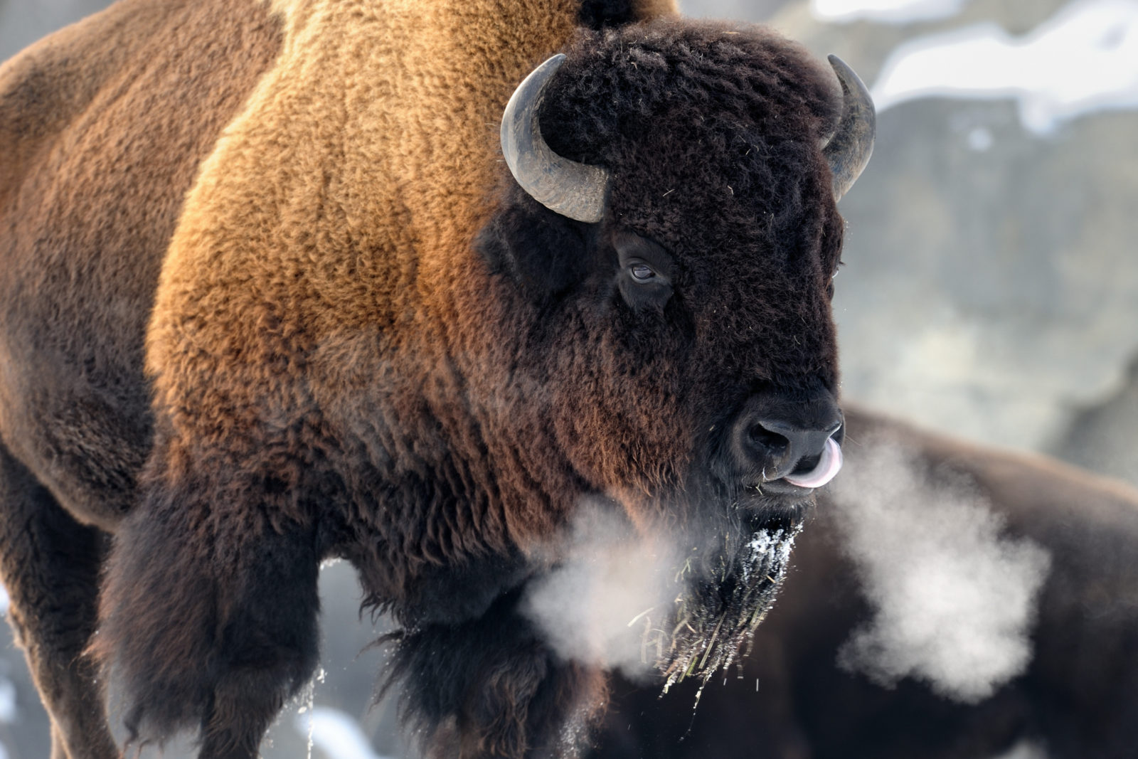 Winter Wildlife in Yellowstone