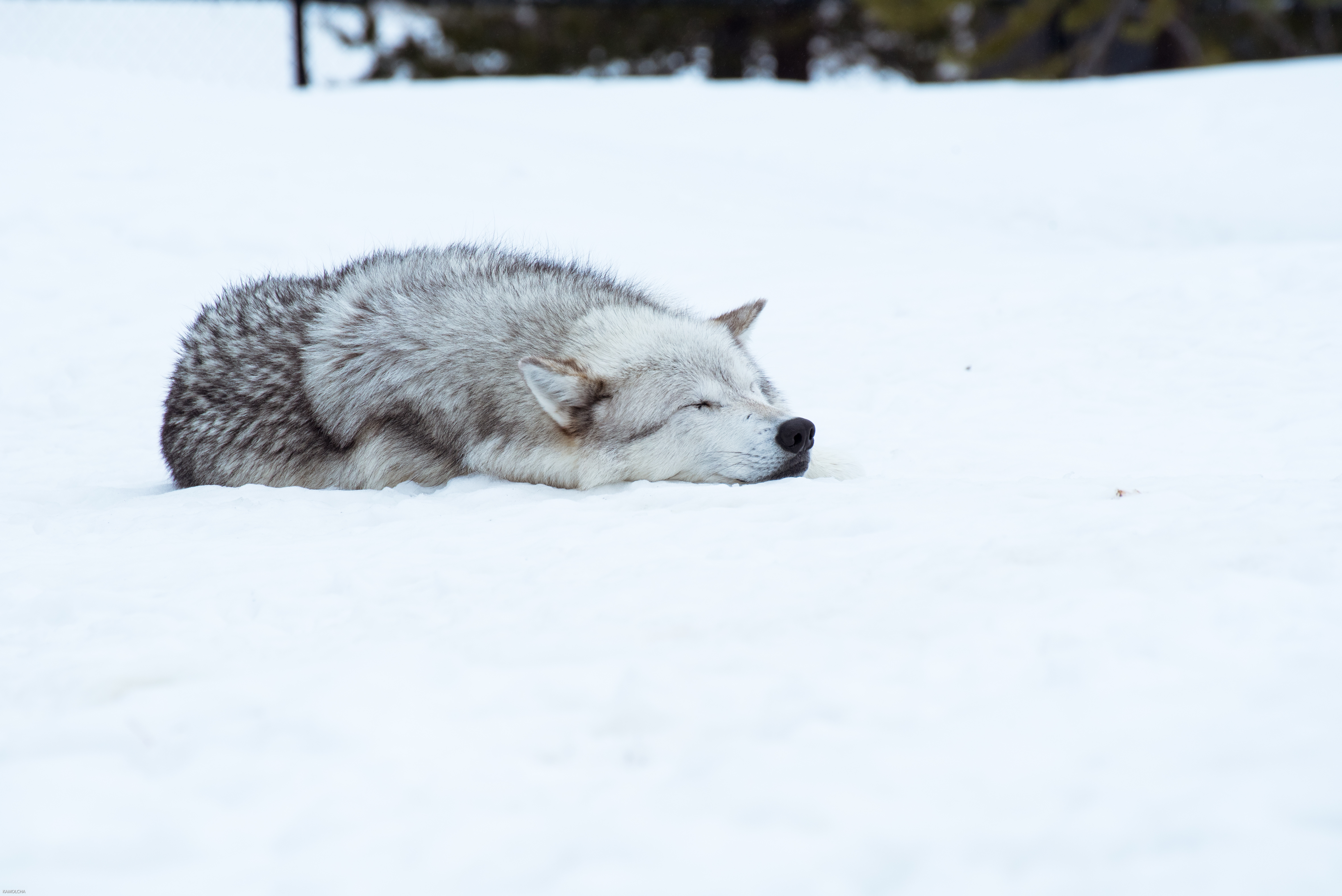 Yellowstone Wolves in the Winter
