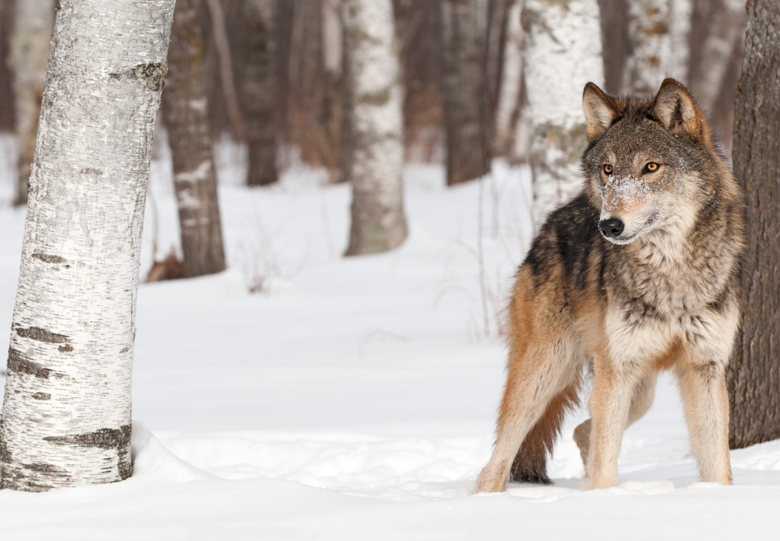 Yellowstone Wolves in the Winter