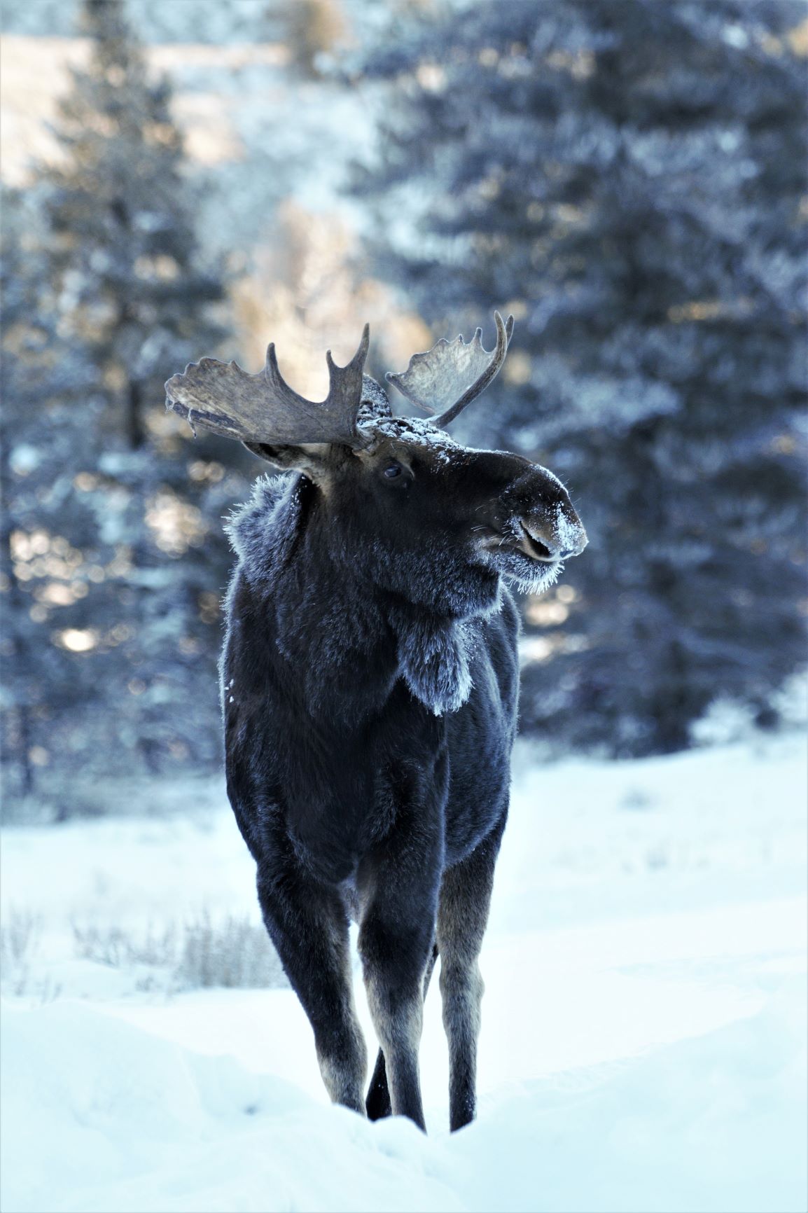 The Taylor Fork is full of wildlife. In the winter, moose are the most frequent visitor.