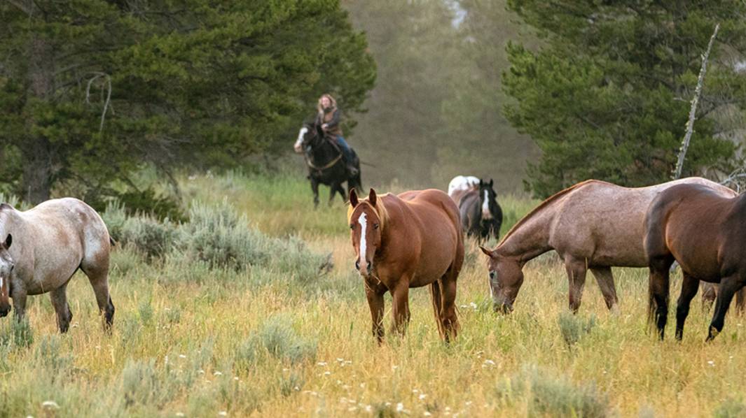 Yellowstone Horseback Riding