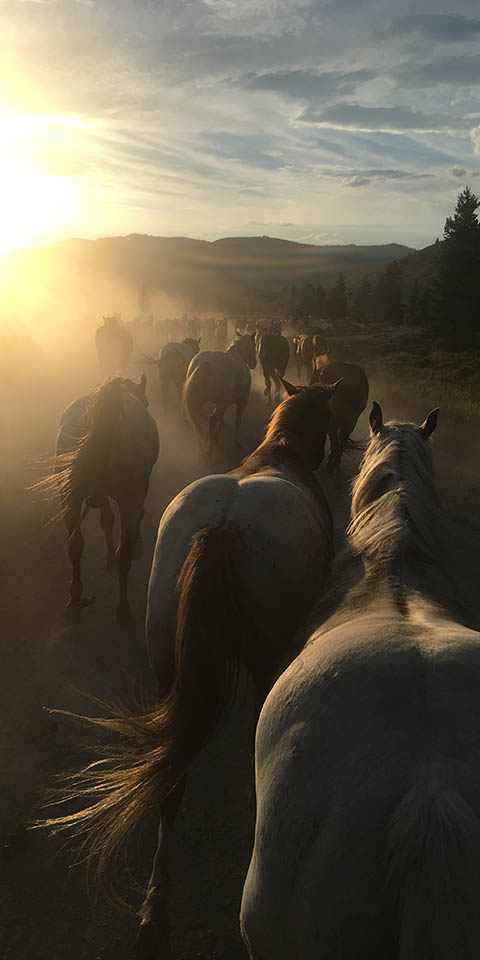 Yellowstone Horseback Riding Dude Ranch | 9 Quarter Circle