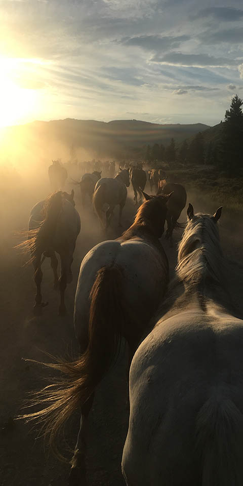 Yellowstone Horseback Riding