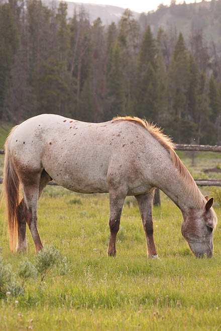 Yellowstone Horseback Riding