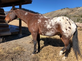 Montana Horseback Riding