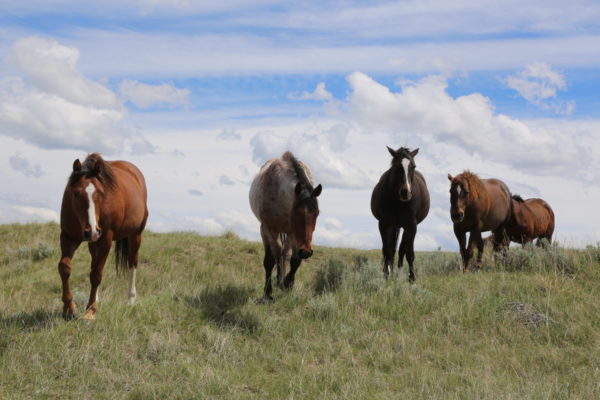 Horses Grazing