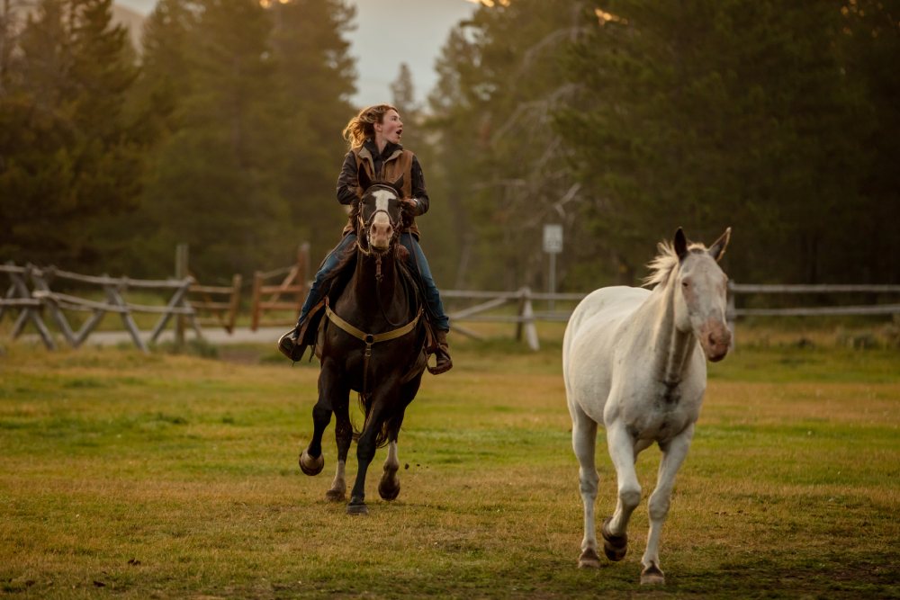 thumb-horseback-program-first-section-yellowstone-horseback-riding A person is riding a brown horse in a grassy field with a wooden fence and trees in the background, reminiscent of Yellowstone horseback riding. Another white horse is running free nearby. The rider, with long hair tied back and wearing a brown jacket, enjoys the serene early evening scene.