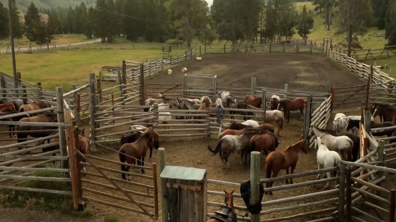 A group of horses stands together in a corral, showcasing their varied colors and sizes in a serene outdoor setting.