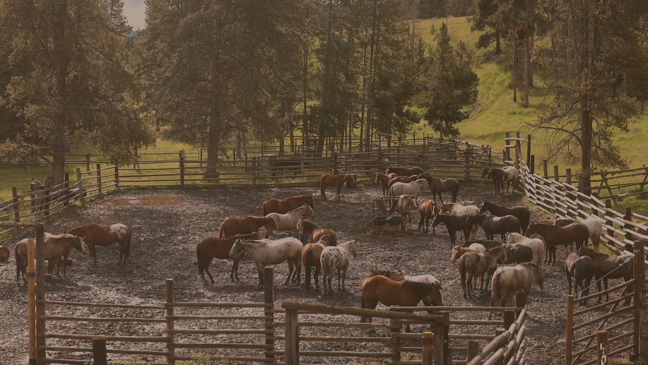 A group of horses stands together in a pen, showcasing their varied colors and sizes in a serene environment.