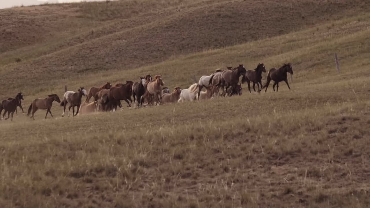 A herd of horses galloping energetically across a lush green field under a clear blue sky.