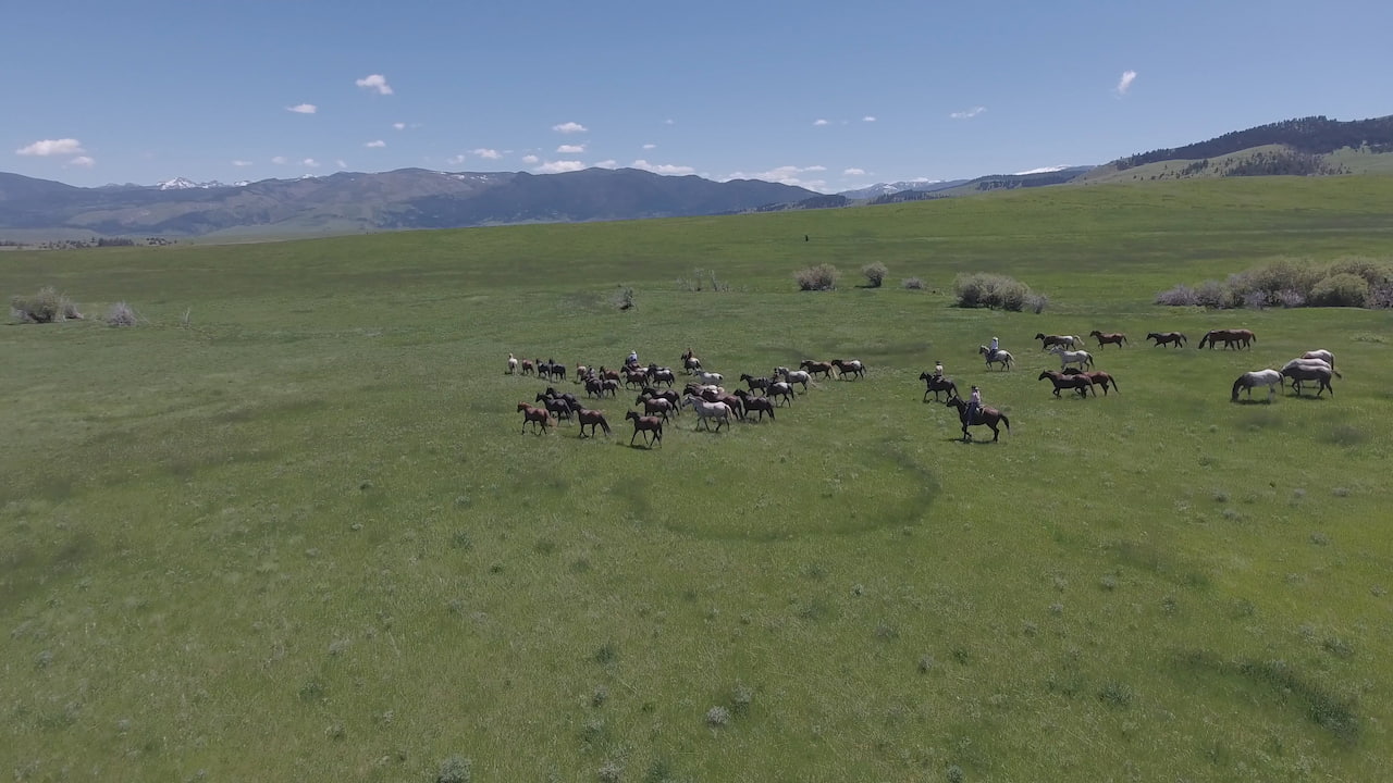Aerial view of a herd of horses grazing peacefully in a lush green field under a clear blue sky.